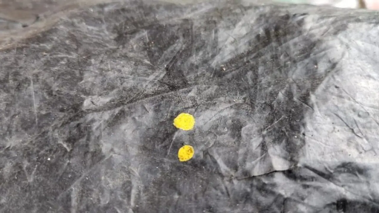 আকাশ থেকে নামছে 'হলুদ বৃষ্টি', বাগনান জুড়ে আতঙ্ক আকাশ থেকে নামছে 'হলুদ বৃষ্টি', বাগনান জুড়ে আতঙ্ক