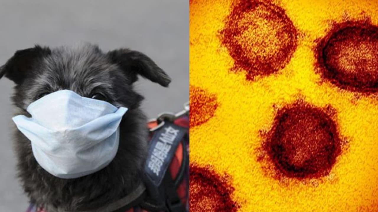 വളർത്തു നായക്കും കൊറോണ എന്ന് സംശയം; ആശങ്കയിൽ ഡോക്ടർമാർ