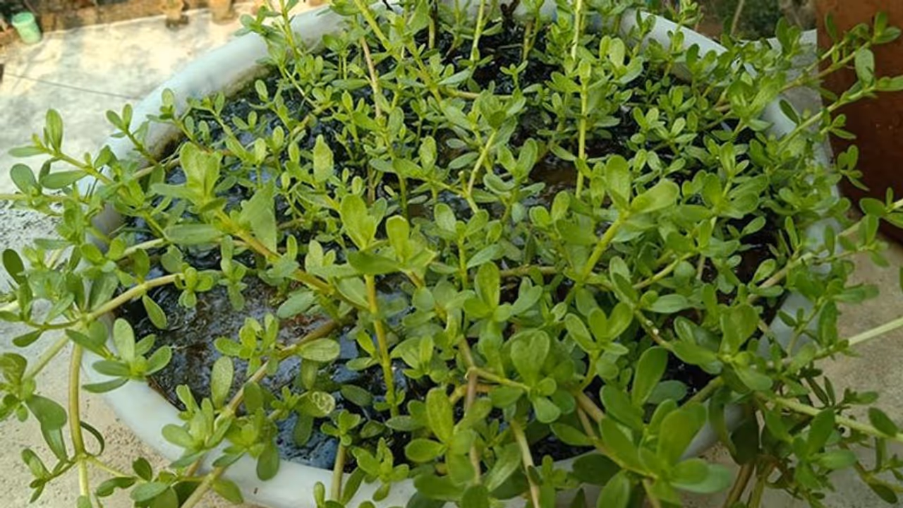 শুধু স্মৃতিশক্তিই নয়, পারকিনসন ও অ্য়ালজাইমার্সের মতো রোগ প্রতিরোধেও জবাব নেই ব্রাম্ভীর শুধু স্মৃতিশক্তিই নয়, পারকিনসন ও অ্য়ালজাইমার্সের মতো রোগ প্রতিরোধেও জবাব নেই ব্রাম্ভীর