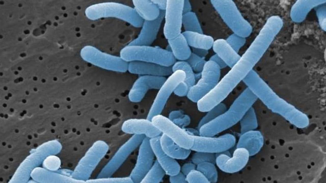 യോനിക്കുള്ളിൽ വളരുന്നത് 300 ഇനം ബാക്ടീരിയകൾ; ഞെട്ടിക്കുന്ന പുതിയ പഠനം