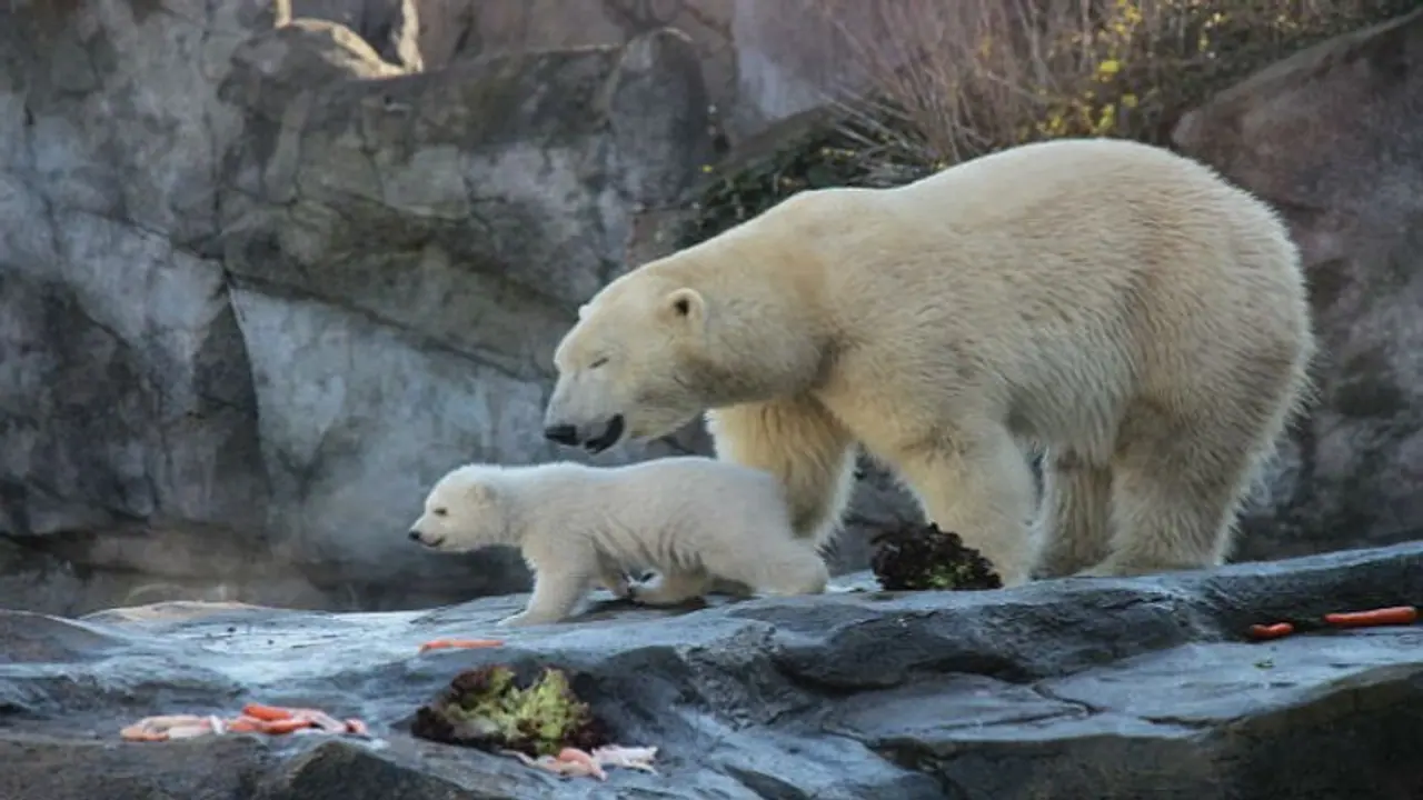 ആഗോളതാപനം വില്ലനാകുന്നു; ധ്രുവക്കരടികളെല്ലാം ചത്തൊടുങ്ങും, ഞെട്ടിപ്പിക്കുന്ന റിപ്പോര്‍ട്ട് !