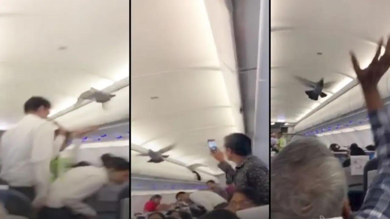 ದೊಡ್ಡ ಹಕ್ಕಿಯೊಳಗೆ ಸಣ್ಣ ಹಕ್ಕಿ! ವಿಮಾನದೊಳಗೆ ಪಾರಿವಾಳ ನುಗ್ಗಿ ಅವಾಂತರ!