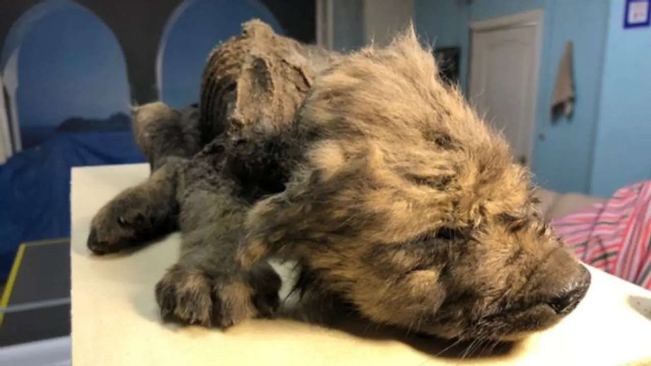 ১৮ হাজার বছর আগের কুকুর ছানা, উদ্ধার হল বরফে চাপা মৃতদেহ ১৮ হাজার বছর আগের কুকুর ছানা, উদ্ধার হল বরফে চাপা মৃতদেহ