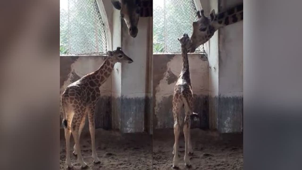 আলিপুর চিড়িয়াখানায় নতুন অতিথি, ফুটফুটে কন্যাসন্তানের জন্ম দিল তৃণা আলিপুর চিড়িয়াখানায় নতুন অতিথি, ফুটফুটে কন্যাসন্তানের জন্ম দিল তৃণা