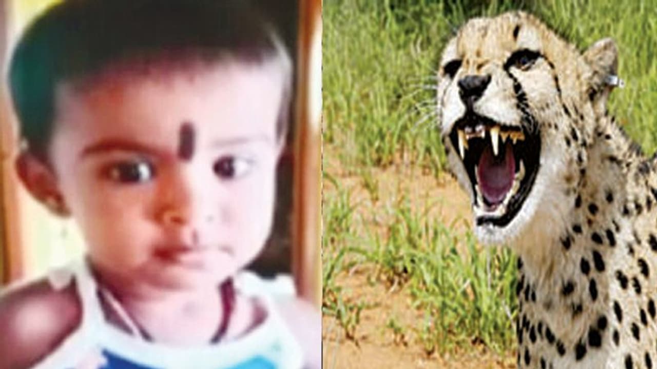 ಅಜ್ಜ, ಅಜ್ಜಿ ಎದುರೇ ಮಗು ಕಚ್ಚಿಕೊಂಡು ಹೋಗಿ ಕೊಂದ ಚಿರತೆ! ನಾಲ್ಕನೇ ಬಲಿ ಅಜ್ಜ, ಅಜ್ಜಿ ಎದುರೇ ಮಗು ಕಚ್ಚಿಕೊಂಡು ಹೋಗಿ ಕೊಂದ ಚಿರತೆ! ನಾಲ್ಕನೇ ಬಲಿ