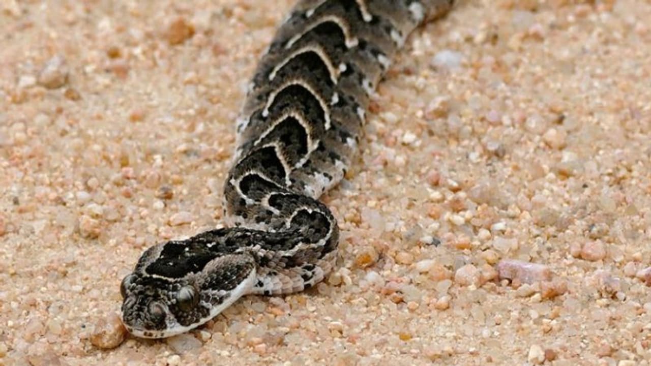 അയര്‍ലന്‍ഡില്‍ യുവാവിനെ പാമ്പ് കടിച്ചു: രാജ്യത്തെ ആദ്യത്തെ പാമ്പ് കടിയെന്ന് റിപ്പോര്‍ട്ട്