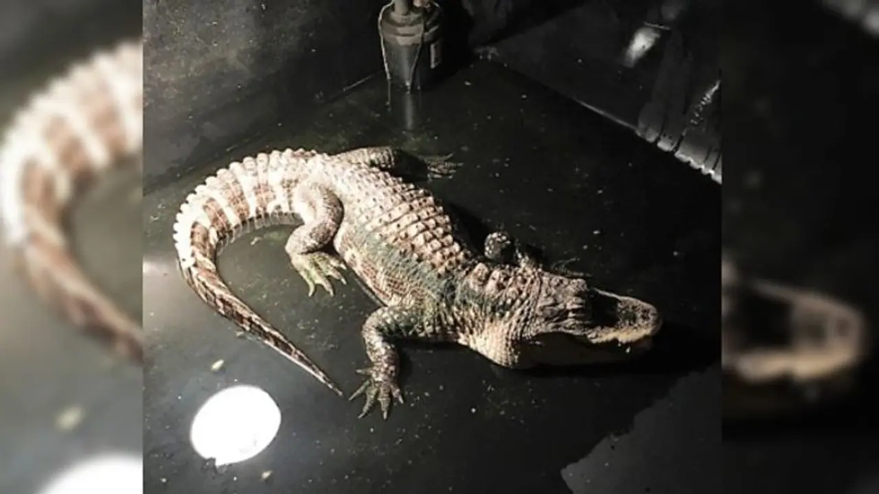 বাড়িতে পুলিশের তল্লাশি, বেসমেন্ট খুলতেই মিলল কুমির বাড়িতে পুলিশের তল্লাশি, বেসমেন্ট খুলতেই মিলল কুমির