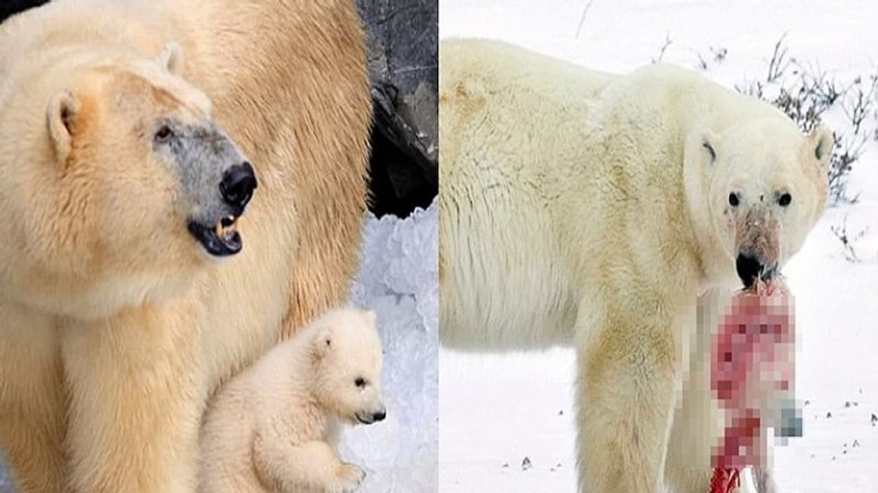 बर्फ में हुई खाने की कमी तो अपने ही परिवार को खाने लगा पिता, मासूम बच्चों की चबा गया हड्डियां बर्फ में हुई खाने की कमी तो अपने ही परिवार को खाने लगा पिता, मासूम बच्चों की चबा गया हड्डियां