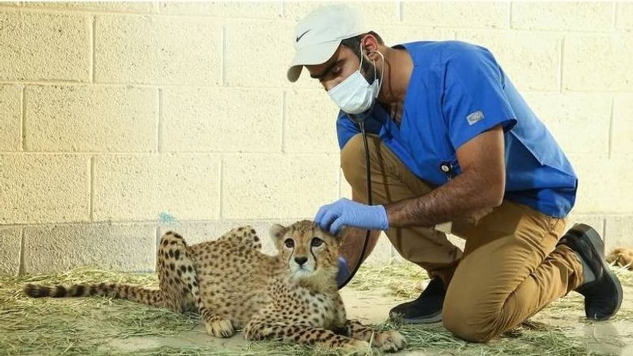 യുഎഇയില് വീട്ടില് വളര്ത്തിയിരുന്ന നാല് പുള്ളിപ്പുലികളെ പിടികൂടി യുഎഇയില് വീട്ടില് വളര്ത്തിയിരുന്ന നാല് പുള്ളിപ്പുലികളെ പിടികൂടി