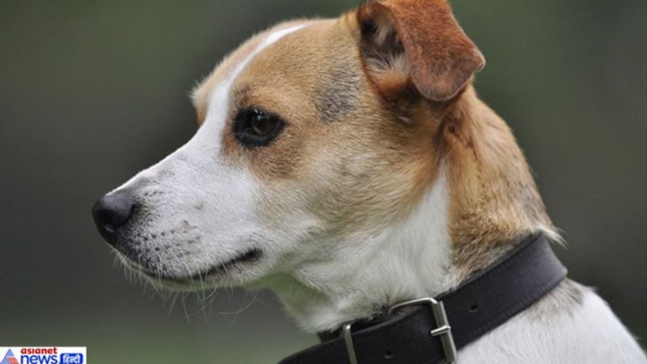 पहले पत्नी को बचाया, फिर पालतू कुत्ते को बचाने के लिए सेना के अफसर ने गंवा दी जान पहले पत्नी को बचाया, फिर पालतू कुत्ते को बचाने के लिए सेना के अफसर ने गंवा दी जान