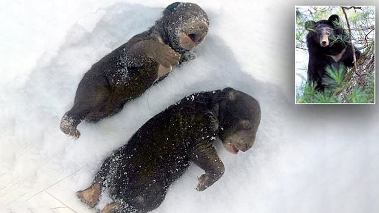 കൊടും ക്രൂരത; അമ്മക്കരടിയെ വിരട്ടിയോടിച്ചു, തണുത്തുവിറച്ച് ചത്തത് രണ്ട് കരടി കുഞ്ഞുങ്ങൾ കൊടും ക്രൂരത; അമ്മക്കരടിയെ വിരട്ടിയോടിച്ചു, തണുത്തുവിറച്ച് ചത്തത് രണ്ട് കരടി കുഞ്ഞുങ്ങൾ