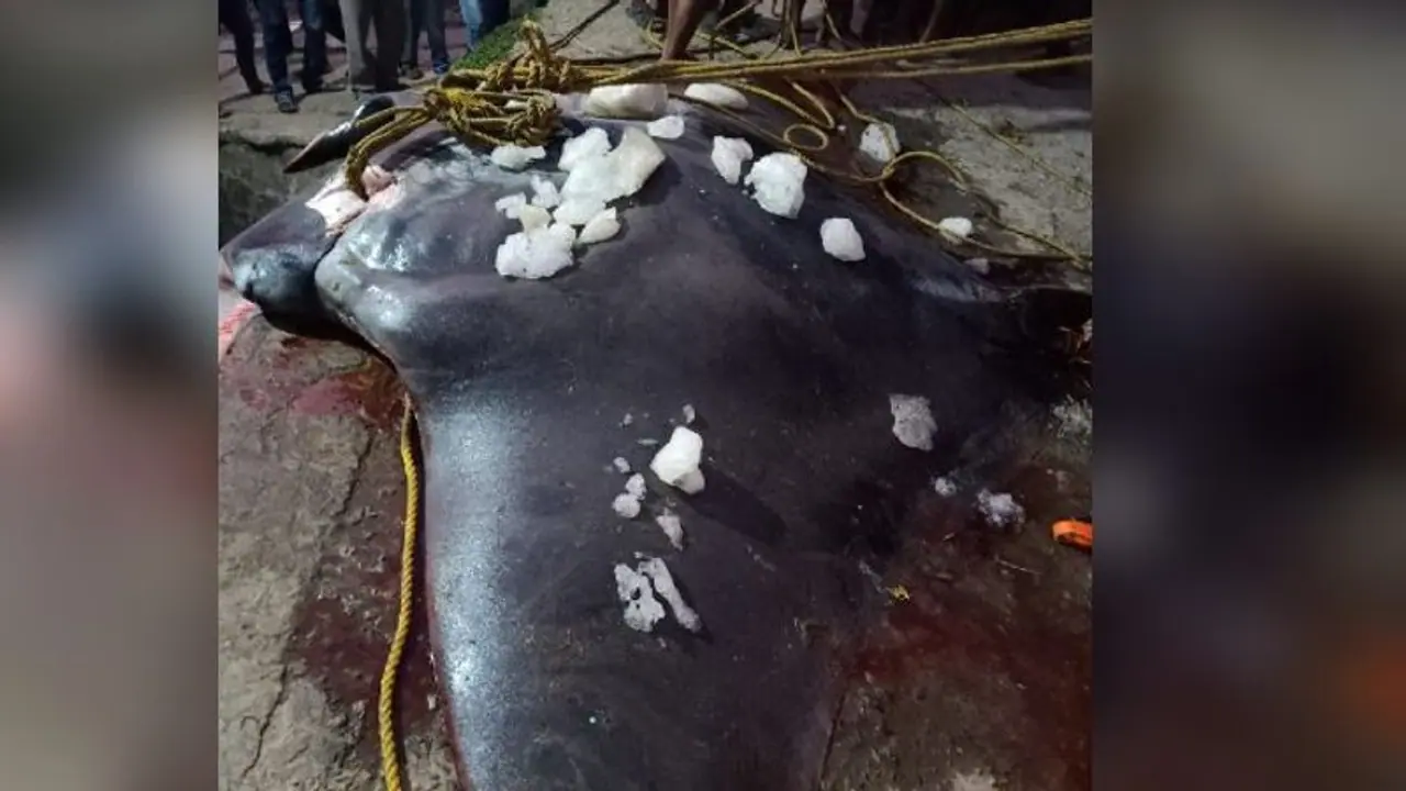 মৎস্যজীবীদের জালে দৈত্যাকার চিলশঙ্কর মাছ, হুলুস্থুলু কাণ্ড দিঘায় মৎস্যজীবীদের জালে দৈত্যাকার চিলশঙ্কর মাছ, হুলুস্থুলু কাণ্ড দিঘায়