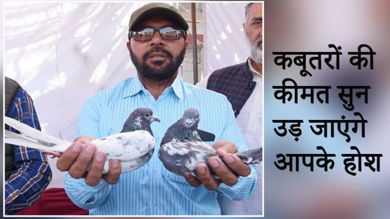 इतनी महंगी है ये कबूतरों की जोड़ी कि इन पैसों में आप रॉल्स रॉयस घोस्ट जैसी विदेशी लग्जरी कार खरीद सकते हैं इतनी महंगी है ये कबूतरों की जोड़ी कि इन पैसों में आप रॉल्स रॉयस घोस्ट जैसी विदेशी लग्जरी कार खरीद सकते हैं
