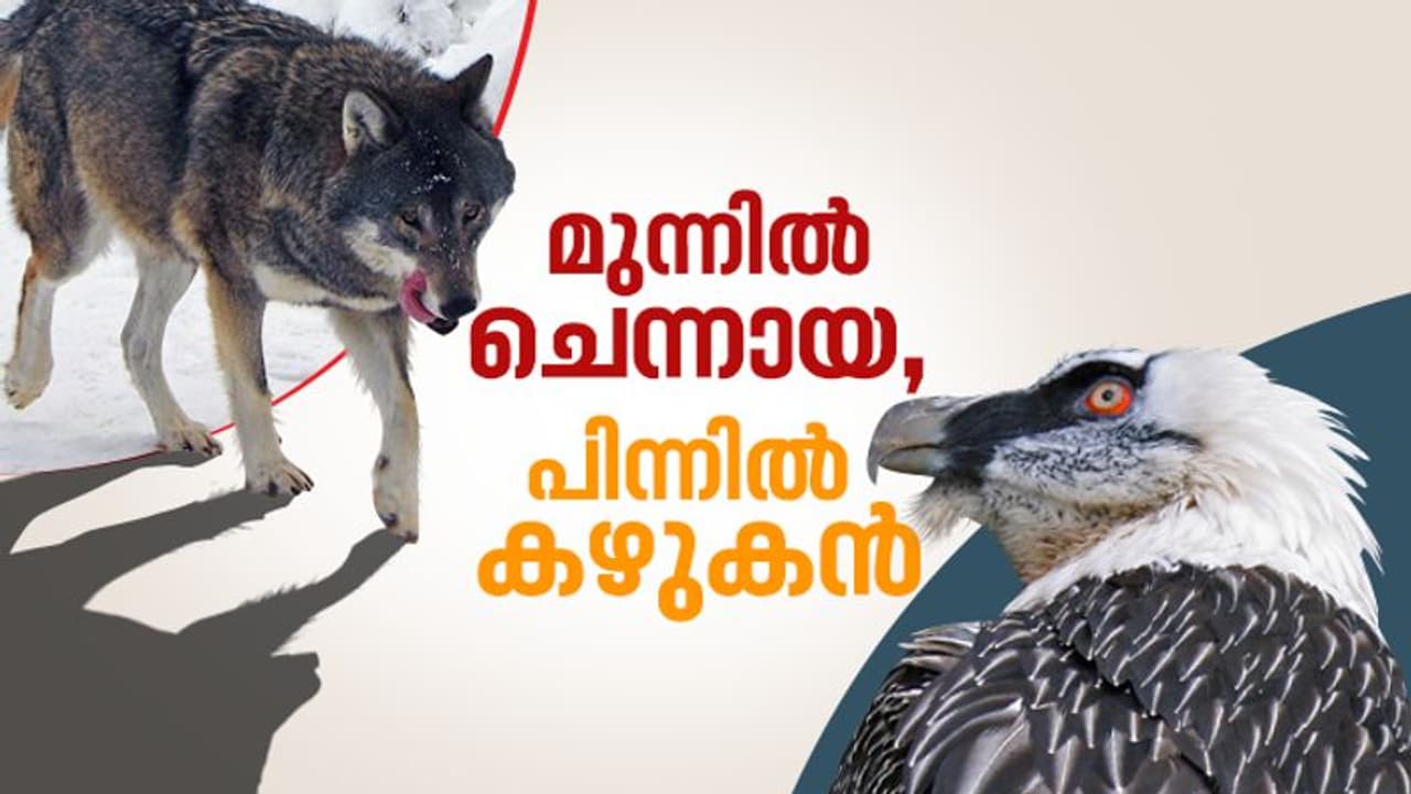 ചെന്നായ വിശപ്പടക്കി പിന്മാറിക്കഴിഞ്ഞാൽ, ആകാശത്തുനിന്ന് താടിക്കാരൻ കഴുകൻ താഴെയിറങ്ങി വന്ന് എല്ലുകൾ കൊത്തും