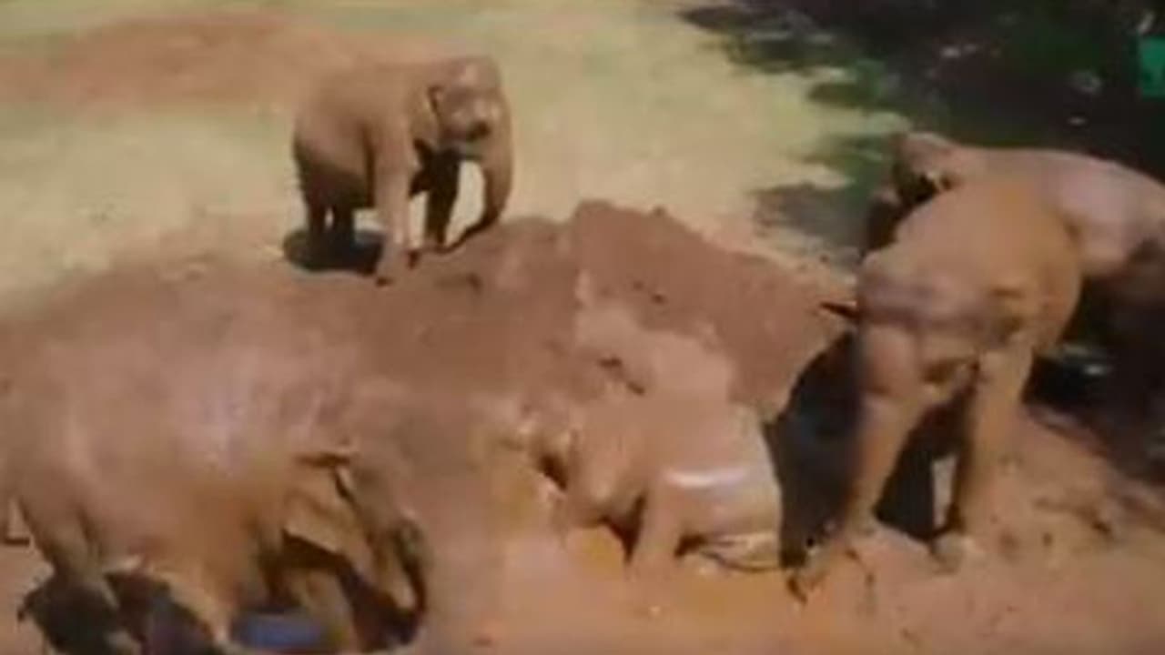 ചെളിയിൽ കിടന്ന് കുട്ടിയാനയുടെ കുറുമ്പ്, ഈ വീഡിയോ ഒന്ന് കണ്ട് നോക്കൂ ചെളിയിൽ കിടന്ന് കുട്ടിയാനയുടെ കുറുമ്പ്, ഈ വീഡിയോ ഒന്ന് കണ്ട് നോക്കൂ