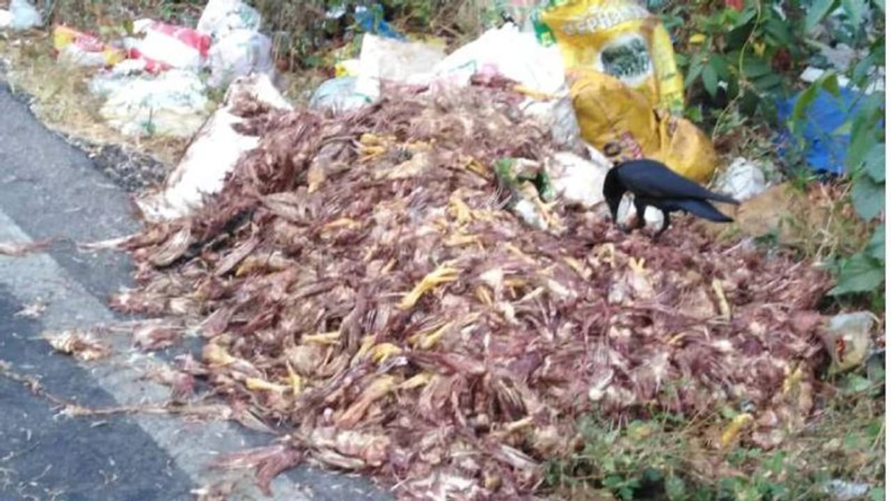 കോഴിക്കടയിലെ മാലിന്യം റോഡരികിൽ തള്ളുന്നു; ദുർഗന്ധവും തെരുവ് നായ ശല്യവും രൂക്ഷം, പരാതിയുമായി നാട്ടുകാർ കോഴിക്കടയിലെ മാലിന്യം റോഡരികിൽ തള്ളുന്നു; ദുർഗന്ധവും തെരുവ് നായ ശല്യവും രൂക്ഷം, പരാതിയുമായി നാട്ടുകാർ