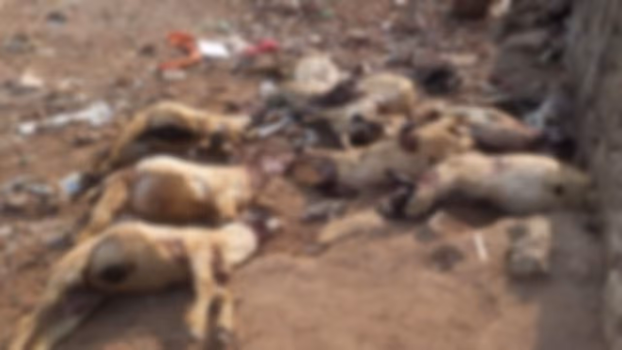 வெறியுடன் கடித்து குதறிய தெரு நாய்கள்..! 8 ஆடுகள் ரத்தவெள்ளத்தில் பலி..! வெறியுடன் கடித்து குதறிய தெரு நாய்கள்..! 8 ஆடுகள் ரத்தவெள்ளத்தில் பலி..!