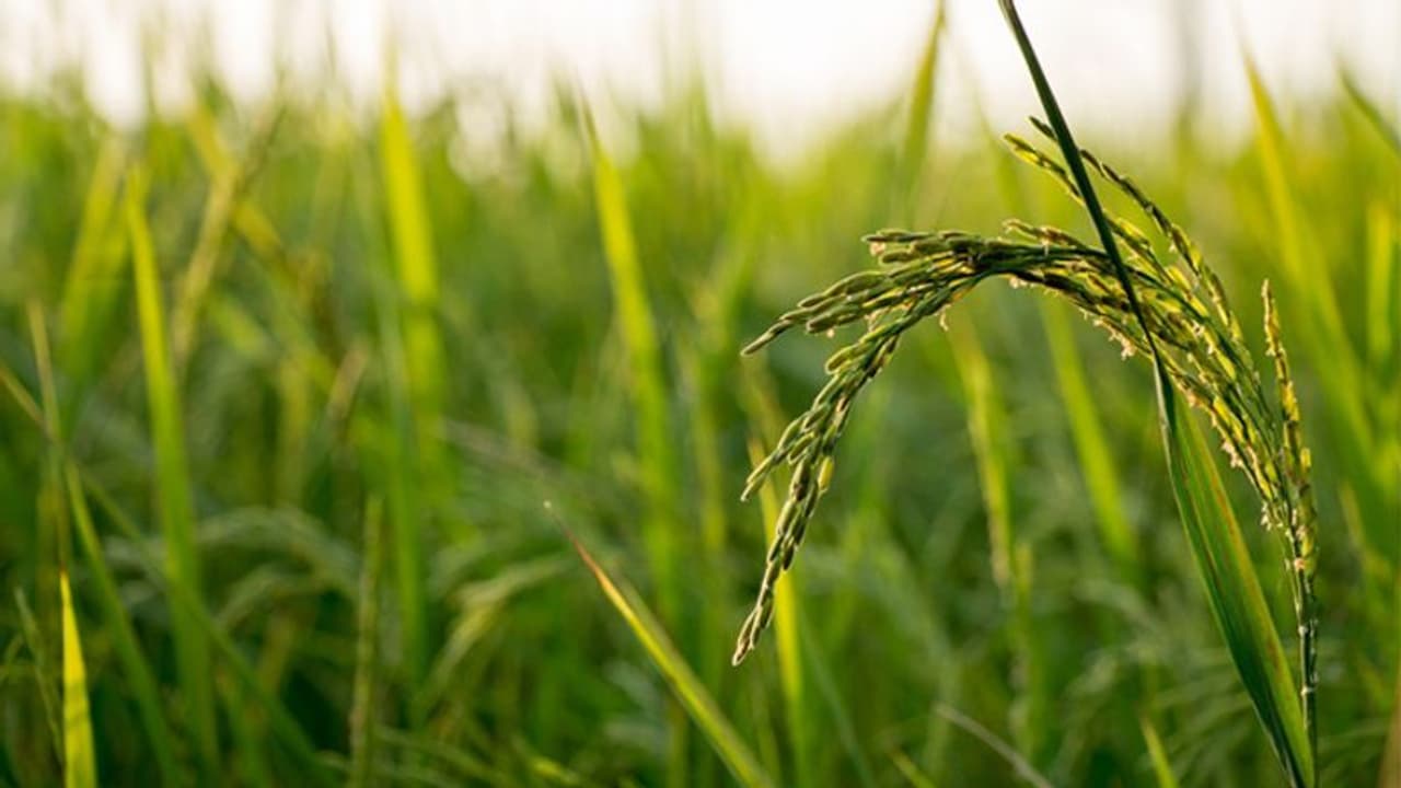 കര്ഷകര് ആത്മഹത്യ ചെയ്യരുത്, കാര്ഷിക കുടുംബത്തിലെ അംഗമായ ഉമ കണ്ടെത്തിയ വഴി കര്ഷകര് ആത്മഹത്യ ചെയ്യരുത്, കാര്ഷിക കുടുംബത്തിലെ അംഗമായ ഉമ കണ്ടെത്തിയ വഴി