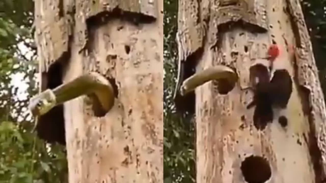 সন্তানদের রক্ষা করতে বিষাক্ত সাপের সঙ্গে লড়াই, মায়ের মমতায় ভাসলো সোশ্যাল মিডিয়া সন্তানদের রক্ষা করতে বিষাক্ত সাপের সঙ্গে লড়াই, মায়ের মমতায় ভাসলো সোশ্যাল মিডিয়া