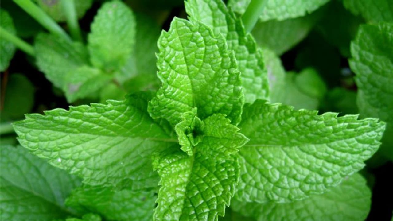 ഔഷധസസ്യങ്ങള് അസുഖം ഭേദമാക്കുമോ? ഇതിന് ശാസ്ത്രീയമായ അടിസ്ഥാനമുണ്ടോ? ഔഷധസസ്യങ്ങള് അസുഖം ഭേദമാക്കുമോ? ഇതിന് ശാസ്ത്രീയമായ അടിസ്ഥാനമുണ്ടോ?