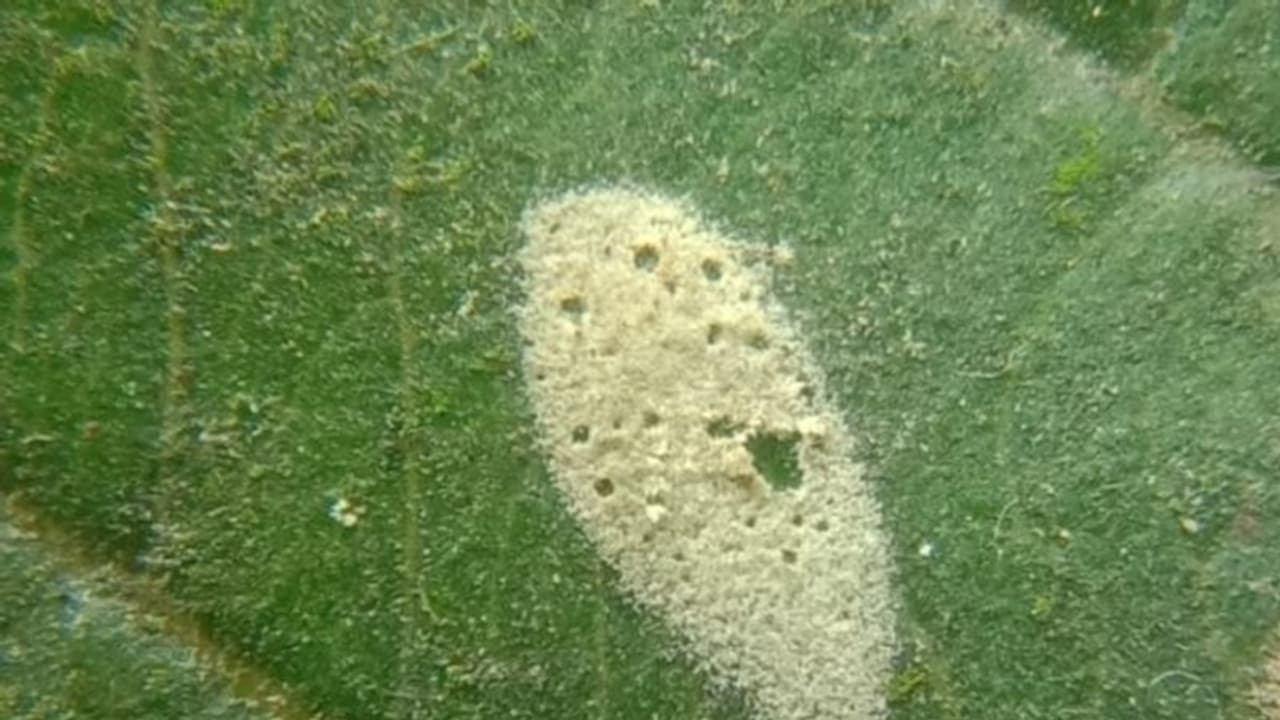 বাগনানে 'হলুদ বৃষ্টি' র রহস্যভেদ, গবেষকের দাবিতে শোরগোল