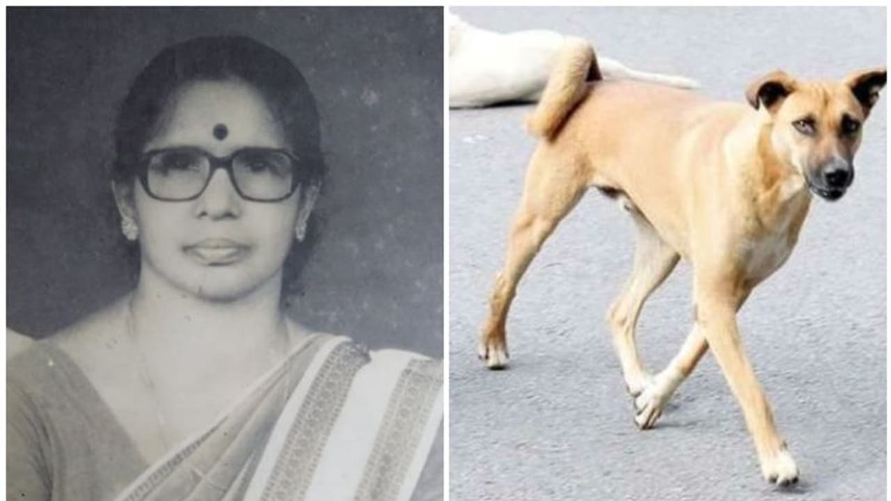 ആലപ്പുഴയില് മുന് പ്രധാനാധ്യാപിക തെരുവുനായയുടെ കടിയേറ്റ് മരിച്ചു ആലപ്പുഴയില് മുന് പ്രധാനാധ്യാപിക തെരുവുനായയുടെ കടിയേറ്റ് മരിച്ചു