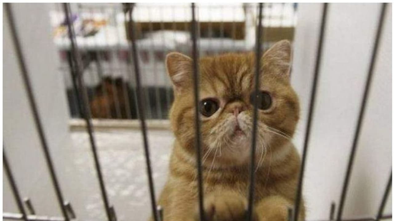 കൊവിഡ് 19: ചൈനയില് നിന്നെത്തിയെന്ന് സംശയിക്കുന്ന പൂച്ചയെ 'നാടുകടത്താന്' നീക്കം കൊവിഡ് 19: ചൈനയില് നിന്നെത്തിയെന്ന് സംശയിക്കുന്ന പൂച്ചയെ 'നാടുകടത്താന്' നീക്കം