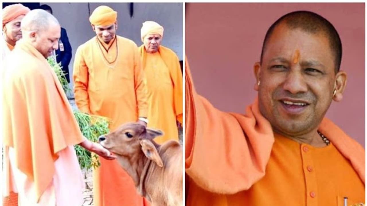 പശുക്കളെ ഉപദ്രവിക്കാന് അനുവദിക്കില്ലെന്ന് യോഗി ആദിത്യനാഥ് പശുക്കളെ ഉപദ്രവിക്കാന് അനുവദിക്കില്ലെന്ന് യോഗി ആദിത്യനാഥ്