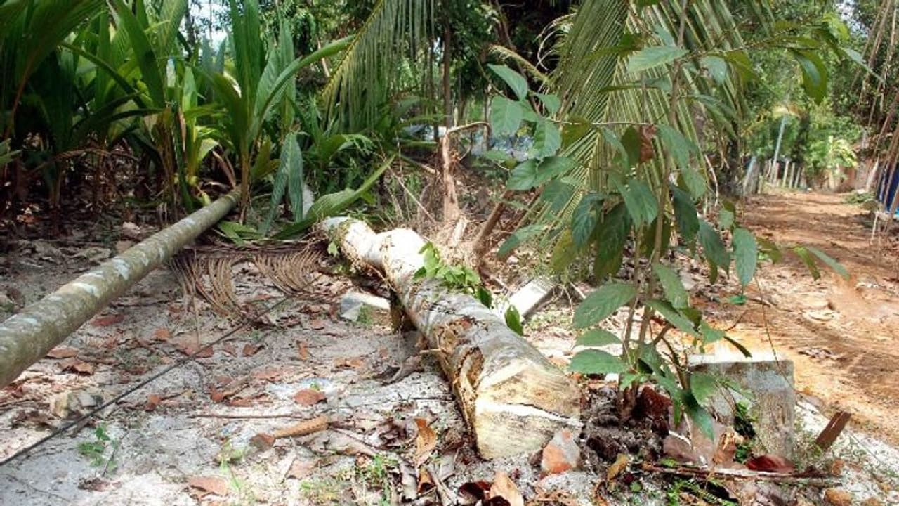 പുരയിടത്തിൽ അതിക്രമിച്ചു കയറി മരങ്ങൾ വെട്ടി നശിപ്പിച്ചതായി പരാതി പുരയിടത്തിൽ അതിക്രമിച്ചു കയറി മരങ്ങൾ വെട്ടി നശിപ്പിച്ചതായി പരാതി