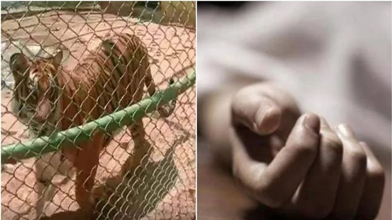 മൃഗശാലയില് കടുവയുടെ കൂട്ടിലേക്ക് എടുത്തുചാടി; യുവാവിന് ദാരുണാന്ത്യം മൃഗശാലയില് കടുവയുടെ കൂട്ടിലേക്ക് എടുത്തുചാടി; യുവാവിന് ദാരുണാന്ത്യം