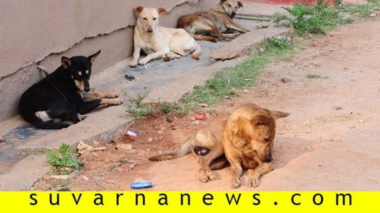 ಎರಡು ವರ್ಷದ ಮಗುವಿನ ಮೇಲೆ ಬೀದಿ ನಾಯಿ ದಾಳಿ ಎರಡು ವರ್ಷದ ಮಗುವಿನ ಮೇಲೆ ಬೀದಿ ನಾಯಿ ದಾಳಿ