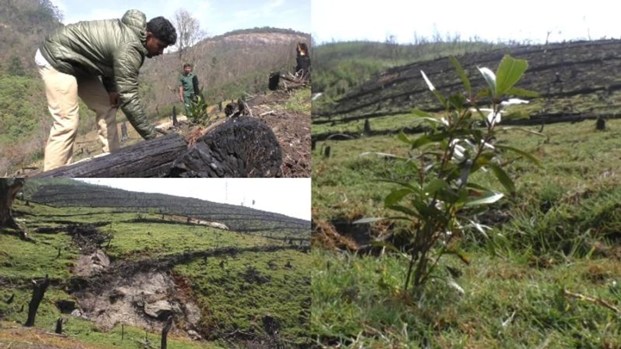 കാട്ടുതീയിൽ കത്തിയമർന്ന് വനമേഖല; പുനർ സൃഷ്ടിക്കാൻ പുത്തൻ പദ്ധതിയുമായി വനം വകുപ്പ് കാട്ടുതീയിൽ കത്തിയമർന്ന് വനമേഖല; പുനർ സൃഷ്ടിക്കാൻ പുത്തൻ പദ്ധതിയുമായി വനം വകുപ്പ്