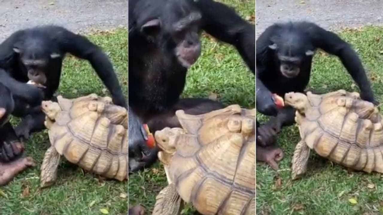 'ഇനി നീ കഴിച്ചോ'; ആമയ്ക്ക് കഴിക്കാൻ ആപ്പിൾ കൊടുത്ത് ചിമ്പാൻസി, വീഡിയോ ഏറ്റെടുത്ത് സൈബര് ലോകം ! 'ഇനി നീ കഴിച്ചോ'; ആമയ്ക്ക് കഴിക്കാൻ ആപ്പിൾ കൊടുത്ത് ചിമ്പാൻസി, വീഡിയോ ഏറ്റെടുത്ത് സൈബര് ലോകം !