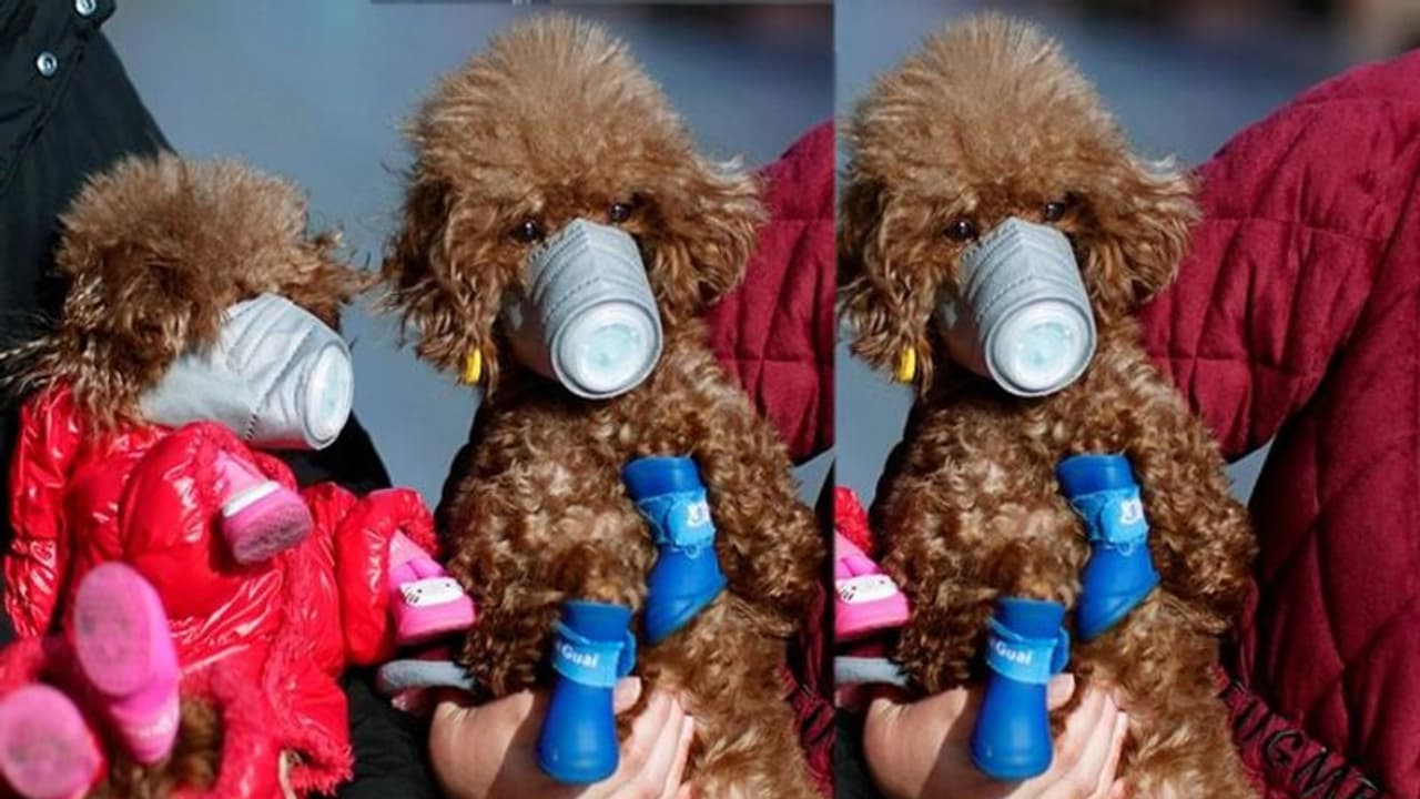 ആശങ്ക കൂട്ടി മനുഷ്യരില് നിന്ന് മൃഗങ്ങളിലേക്ക്, ഹോങ്കോംഗില് വളര്ത്തുനായക്ക് കൊറോണ ആശങ്ക കൂട്ടി മനുഷ്യരില് നിന്ന് മൃഗങ്ങളിലേക്ക്, ഹോങ്കോംഗില് വളര്ത്തുനായക്ക് കൊറോണ