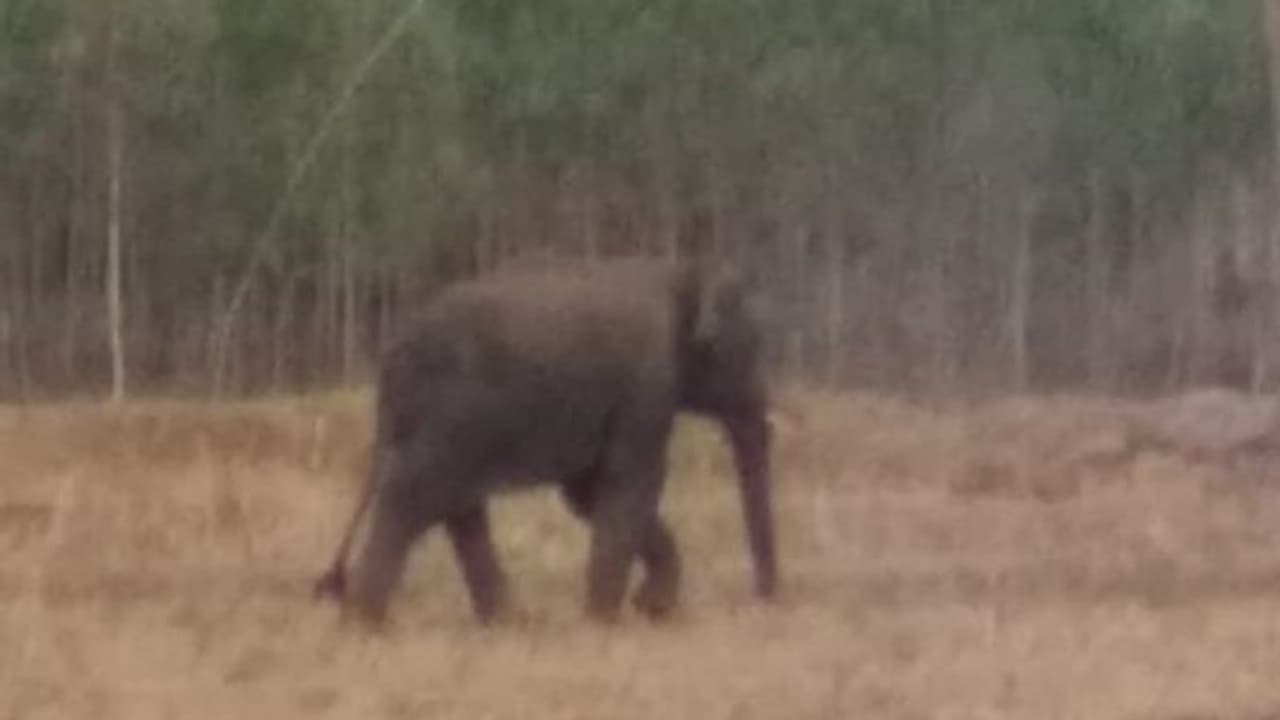 ಗ್ರಾಮಕ್ಕೆ ನುಗ್ಗಿ ಎಮ್ಮೆ, ಹಸುಗಳ ತುಳಿದು ಕೊಂದ ಆನೆ ಗ್ರಾಮಕ್ಕೆ ನುಗ್ಗಿ ಎಮ್ಮೆ, ಹಸುಗಳ ತುಳಿದು ಕೊಂದ ಆನೆ