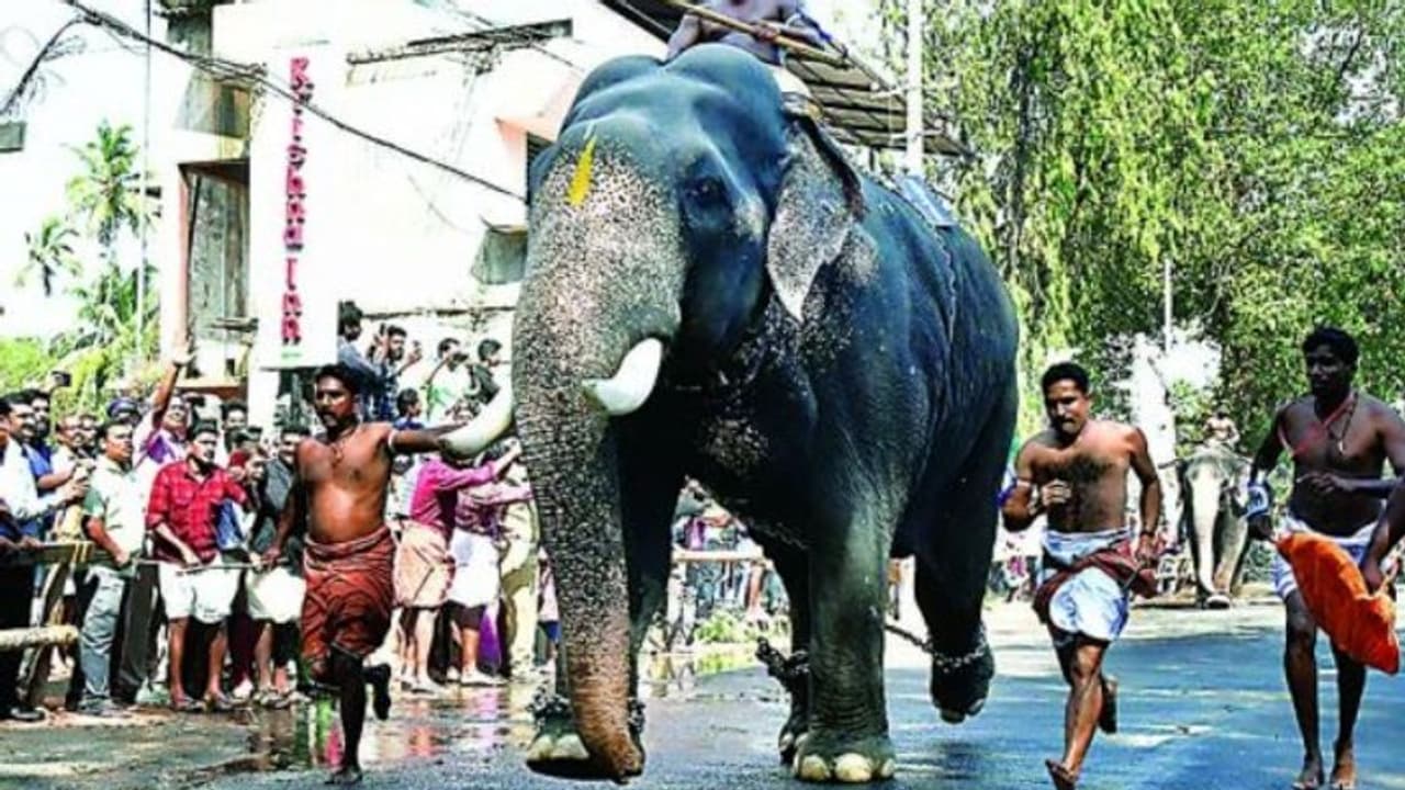 ഗുരുവായൂർ ദേവസ്വത്തിന് കീഴിലെ ആനകൾക്ക് ഇനി സുഖ ചികിത്സാ കാലം , ആനയൂട്ട് ഉടൻ തുടങ്ങും