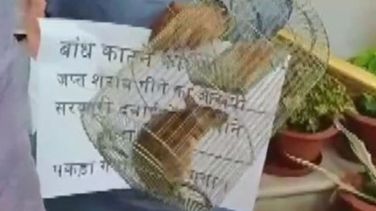 అన్నింటికి కారణం అవేనట: అందుకని ఎలుకలతో అసెంబ్లీకి