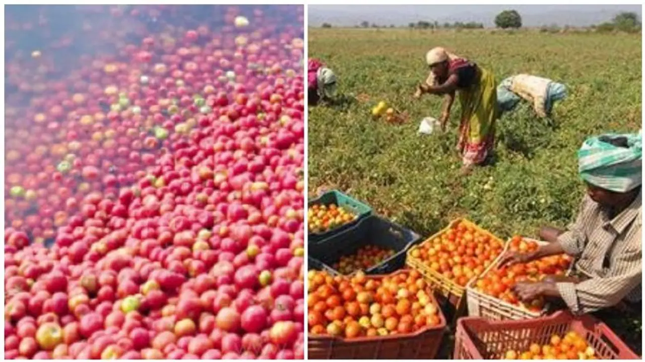 என்ன ஒரு கொடுமை..! தக்காளியை வாங்க யாரும் வராததால் ஏரியில் கொட்டி கண்ணீர் சிந்தும் விவசாய பெருமக்கள்..! என்ன ஒரு கொடுமை..! தக்காளியை வாங்க யாரும் வராததால் ஏரியில் கொட்டி கண்ணீர் சிந்தும் விவசாய பெருமக்கள்..!