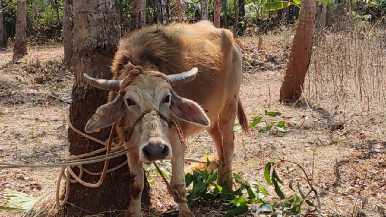 'ജെല്ലിക്കെട്ട്' മോഡലിൽ പോത്ത് വിരണ്ടോടി, പള്ളിക്കലില് പരിഭ്രാന്തിയുടെ 3 മണിക്കൂർ: മൂന്ന് പേർക്ക് കുത്തേറ്റു 'ജെല്ലിക്കെട്ട്' മോഡലിൽ പോത്ത് വിരണ്ടോടി, പള്ളിക്കലില് പരിഭ്രാന്തിയുടെ 3 മണിക്കൂർ: മൂന്ന് പേർക്ക് കുത്തേറ്റു