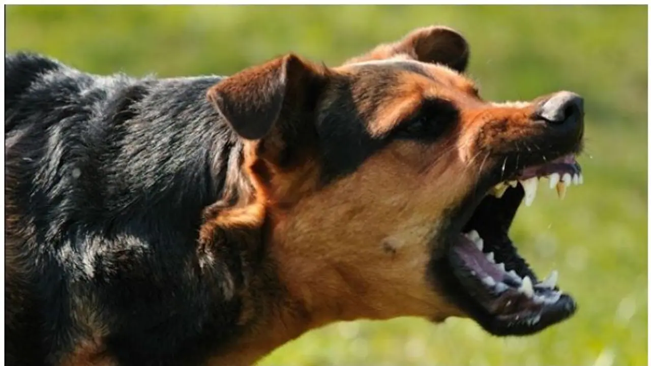 வீட்டு நாய்களுக்கு திருட்டு கரண்டில் ஏசி அறை ..!! சிக்கியவருக்கு பீஸ் புடுங்கிய மின்சாரவாரியம்.!! வீட்டு நாய்களுக்கு திருட்டு கரண்டில் ஏசி அறை ..!! சிக்கியவருக்கு பீஸ் புடுங்கிய மின்சாரவாரியம்.!!