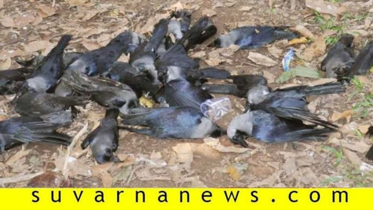 ಕೊರೋನಾ ಆತಂಕ: ಕಾಗೆಗಳ ಸಾಮೂಹಿಕ ಸಾವು ಕೊರೋನಾ ಆತಂಕ: ಕಾಗೆಗಳ ಸಾಮೂಹಿಕ ಸಾವು