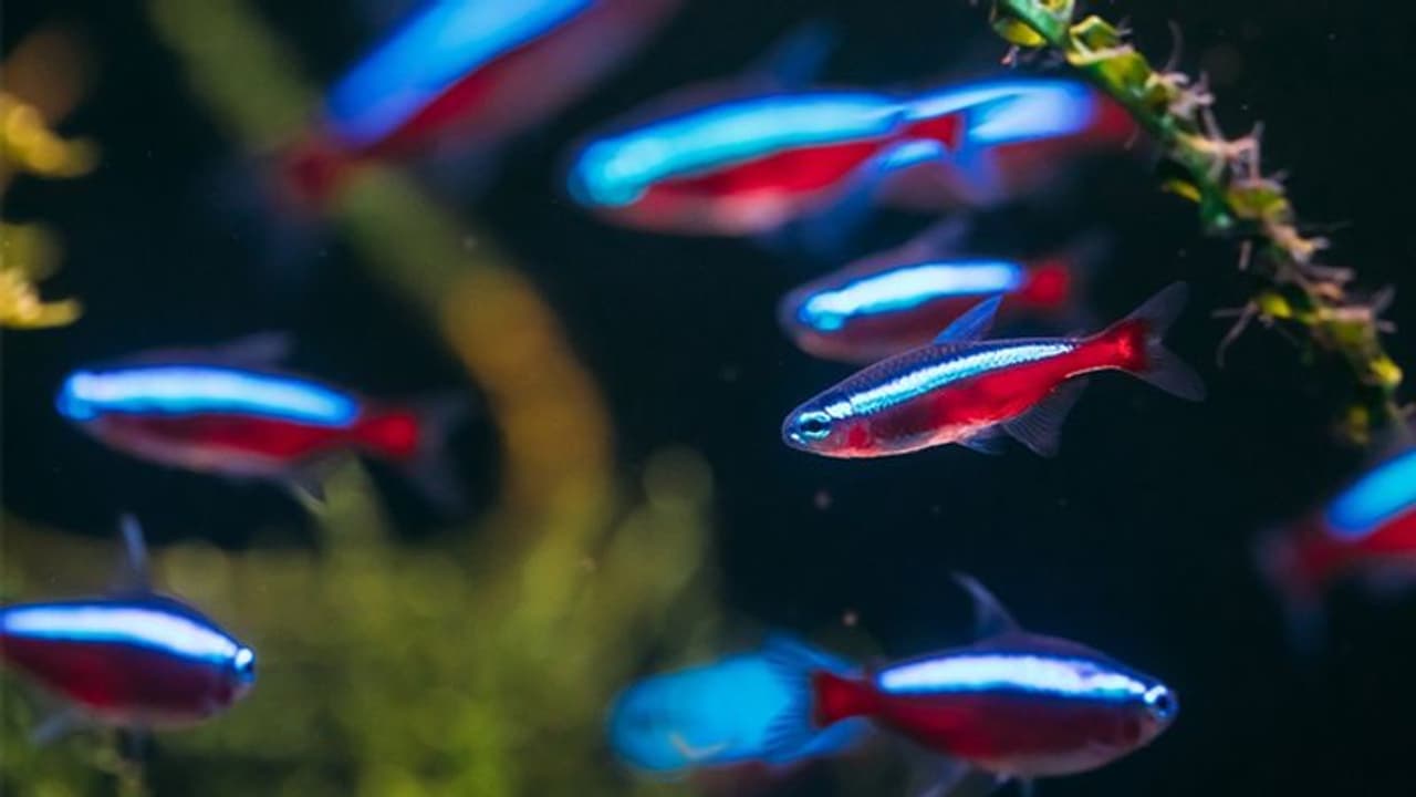 'മിസ് കേരള' വളര്‍ത്താന്‍ മഹാരാഷ്ട്രയിലെ കര്‍ഷകന്‍; ഈ കൃഷിയില്‍ വിജയം നേടാനുള്ള വഴികളിതാ...