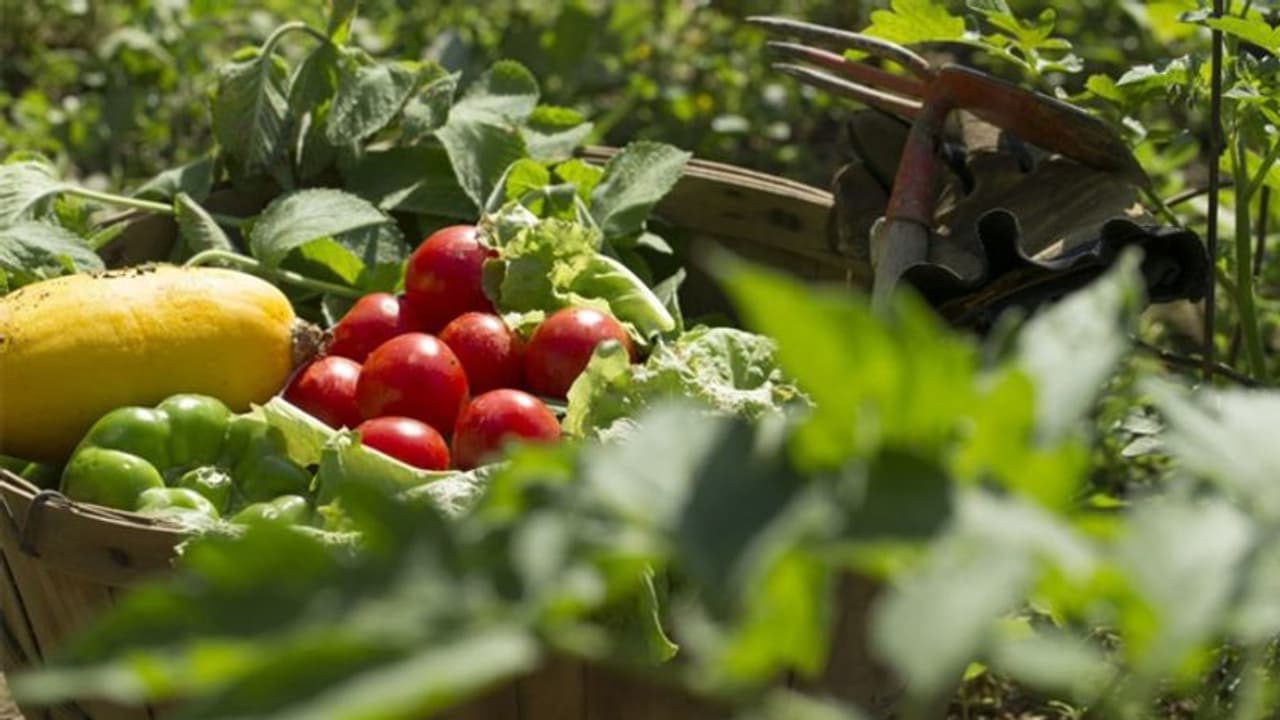 പറമ്പ് കാടുകയറാന് വെറുതെയിട്ടിരിക്കുകയാണോ? സംയോജിത കൃഷിരീതി നടപ്പിലാക്കാം പറമ്പ് കാടുകയറാന് വെറുതെയിട്ടിരിക്കുകയാണോ? സംയോജിത കൃഷിരീതി നടപ്പിലാക്കാം