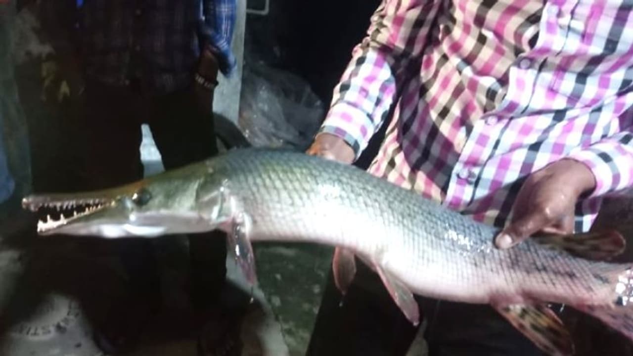 மீன் சாப்பிட்டால் 100 வருடம் வாழலாம்..! அமைச்சர் ஜெயக்குமார் அட்வைஸ்..! மீன் சாப்பிட்டால் 100 வருடம் வாழலாம்..! அமைச்சர் ஜெயக்குமார் அட்வைஸ்..!