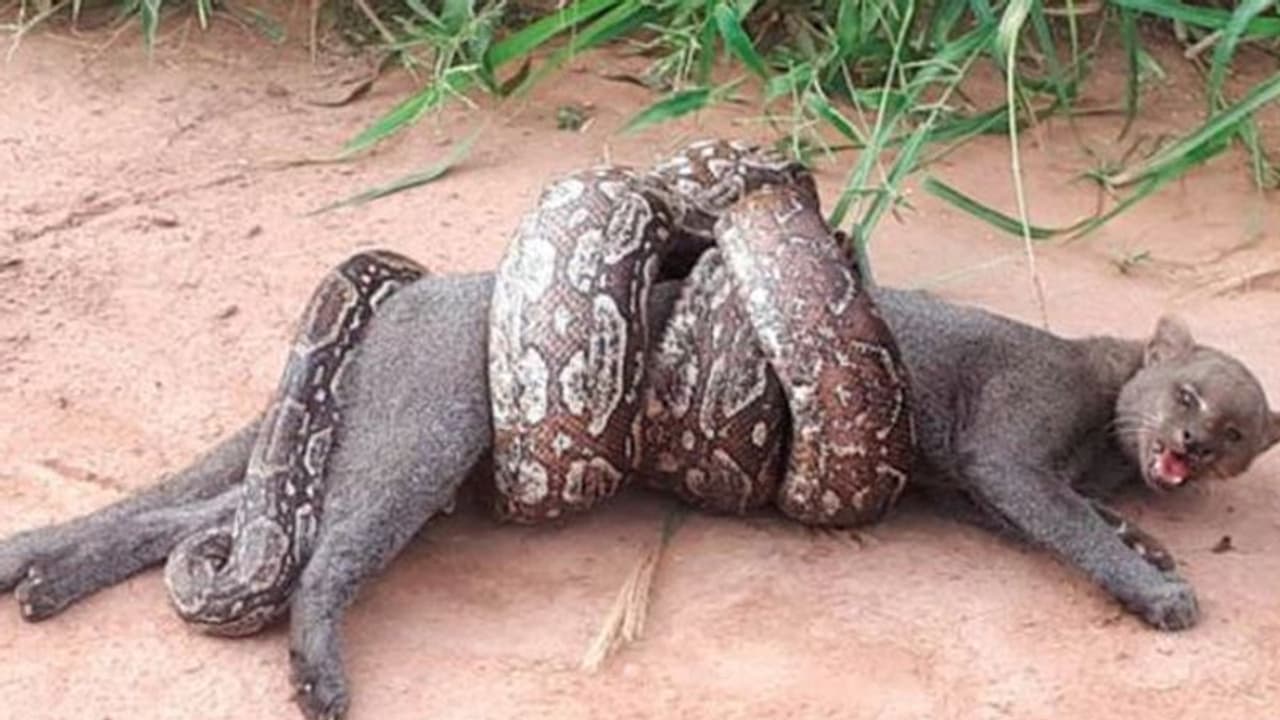 'മരണ പോരാട്ടം'; കൂറ്റൻ പാമ്പിൽ നിന്ന് രക്ഷപ്പെടാൻ കാട്ടുപൂച്ച ശ്രമിച്ചു, പിന്നീട് സംഭവിച്ചത് 'മരണ പോരാട്ടം'; കൂറ്റൻ പാമ്പിൽ നിന്ന് രക്ഷപ്പെടാൻ കാട്ടുപൂച്ച ശ്രമിച്ചു, പിന്നീട് സംഭവിച്ചത്