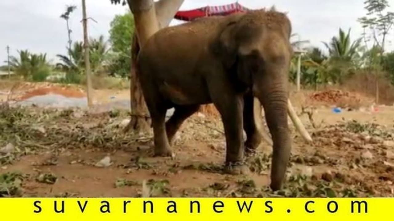 ಬೆಂಗಳೂರು: ಮಾವುತನನ್ನ ತುಳಿದು ಸಾಯಿಸಿದ ಆನೆ ಬೆಂಗಳೂರು: ಮಾವುತನನ್ನ ತುಳಿದು ಸಾಯಿಸಿದ ಆನೆ