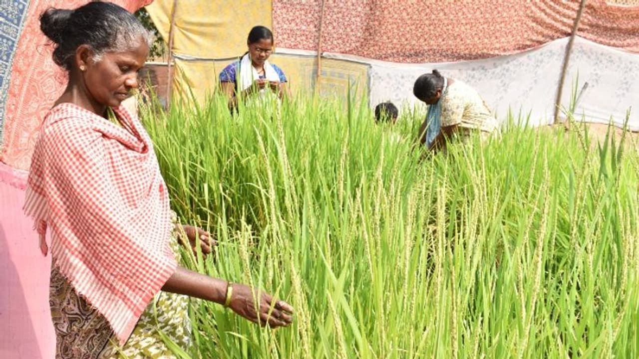 അരപതിറ്റാണ്ട് പിന്നിട്ട് 'ചില്ല' മാര്ക്കറ്റ്; നൂറുമേനി കൊയ്ത് ആദിവാസി കുടിയിലുള്ളവർ അരപതിറ്റാണ്ട് പിന്നിട്ട് 'ചില്ല' മാര്ക്കറ്റ്; നൂറുമേനി കൊയ്ത് ആദിവാസി കുടിയിലുള്ളവർ