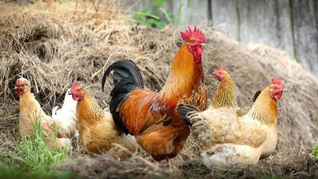 പക്ഷിപ്പനി: കോഴിക്കോട് നഗരത്തില് കോഴിയിറച്ചി വില്പ്പനയ്ക്ക് വിലക്ക് പക്ഷിപ്പനി: കോഴിക്കോട് നഗരത്തില് കോഴിയിറച്ചി വില്പ്പനയ്ക്ക് വിലക്ക്