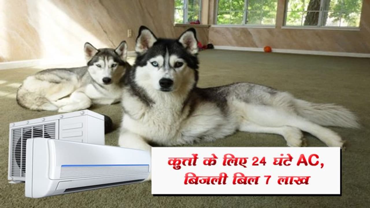 कुत्तों के लिए 24 घंटे AC चलाकर रखता था युवक, भरने पड़े 7 लाख कुत्तों के लिए 24 घंटे AC चलाकर रखता था युवक, भरने पड़े 7 लाख