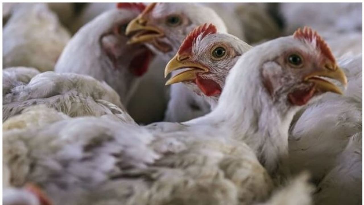 കോഴിക്കോട് പക്ഷിപ്പനി: വളർത്തുപക്ഷികളെ ഇന്ന് മുതൽ കൊന്നു തുടങ്ങും കോഴിക്കോട് പക്ഷിപ്പനി: വളർത്തുപക്ഷികളെ ഇന്ന് മുതൽ കൊന്നു തുടങ്ങും